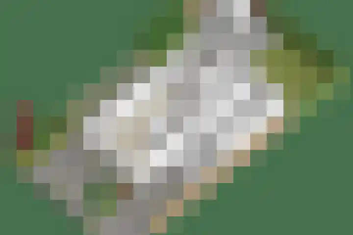 Koningszuur 2 Dodewaard thumbnail 45