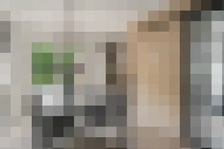 Kooibos 5 Scheerwolde thumbnail 10
