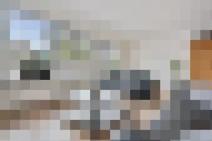 Kooibos 5 Scheerwolde thumbnail 7