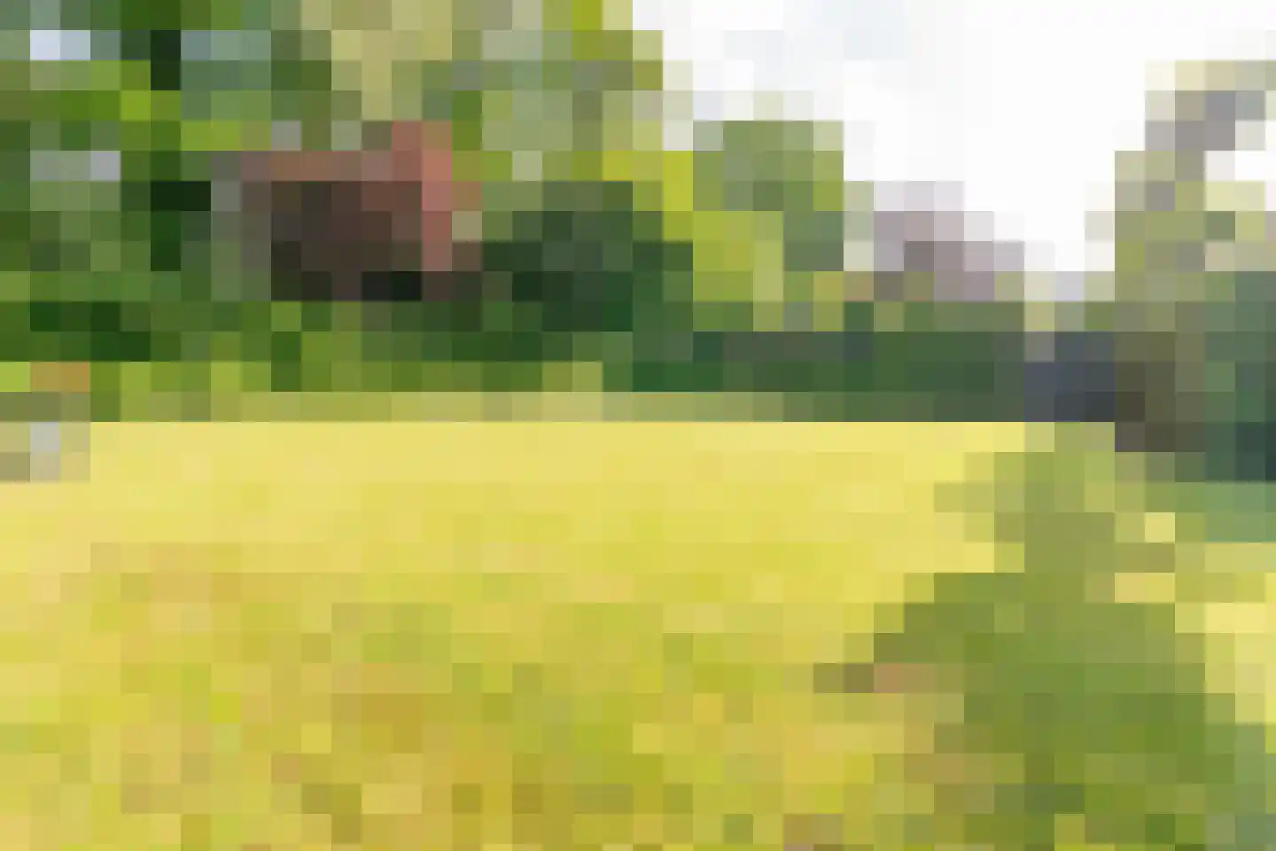 Kooihoek 8 a Brakel thumbnail 24
