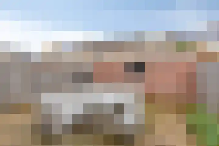 Kooikersweg 309 's-Hertogenbosch thumbnail 25