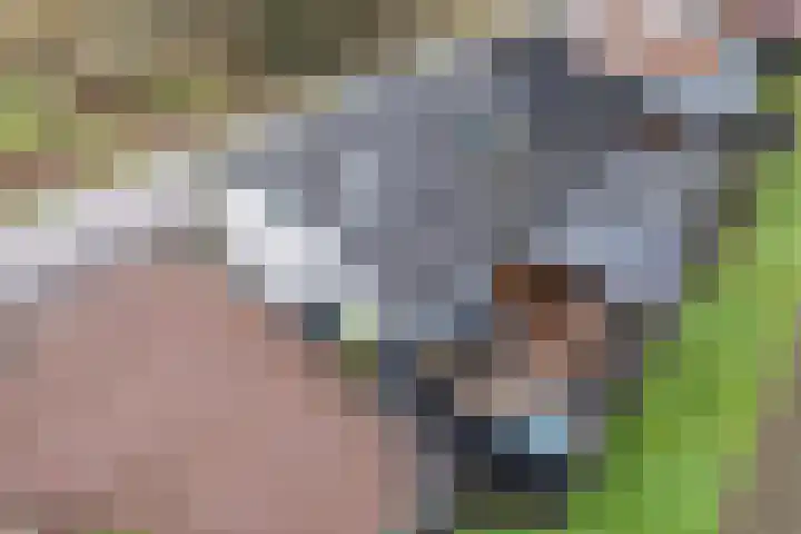 Kooilandsedijk 23 Strijen thumbnail 17