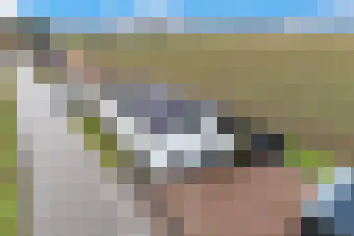 Kooilandsedijk 23 Strijen thumbnail 18
