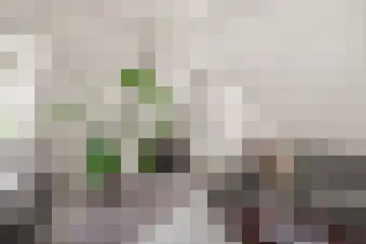 Kooimeerlaan 2 B Alkmaar thumbnail 14