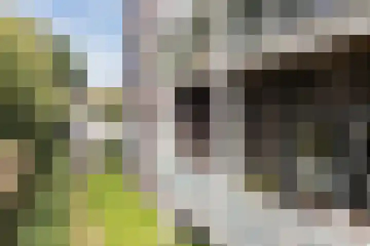 Kooimeerlaan 29 Alkmaar thumbnail 30