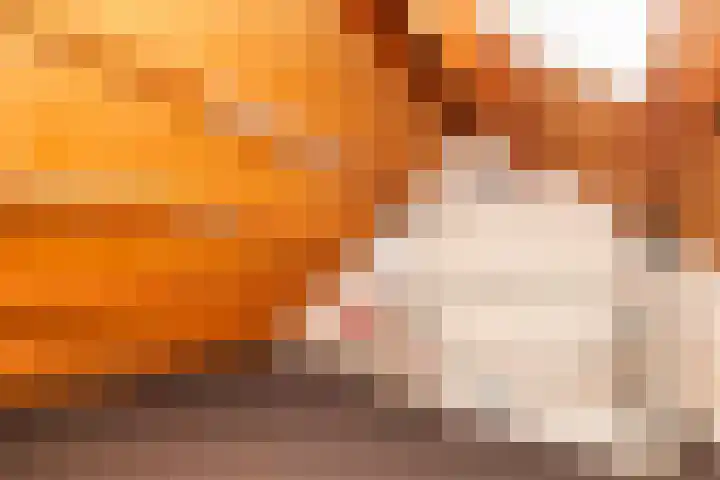 Kooipad 19 Streefkerk thumbnail 25
