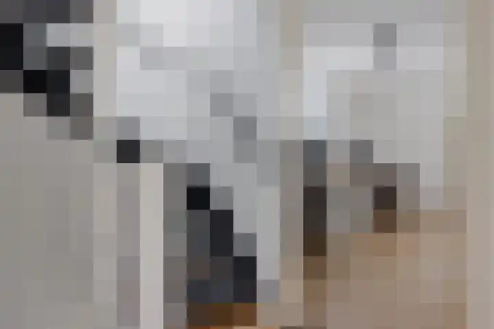 Kooistukken 11 Eelde thumbnail 30