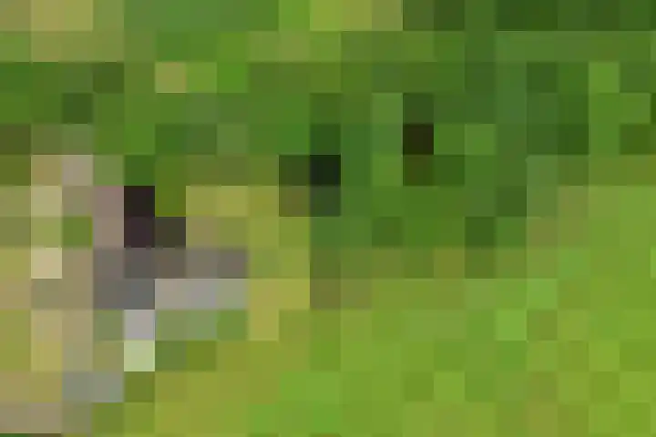 Kooiweg 3 Radewijk thumbnail 5