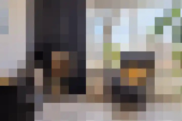 Kooiwiel 14 Bant thumbnail 12