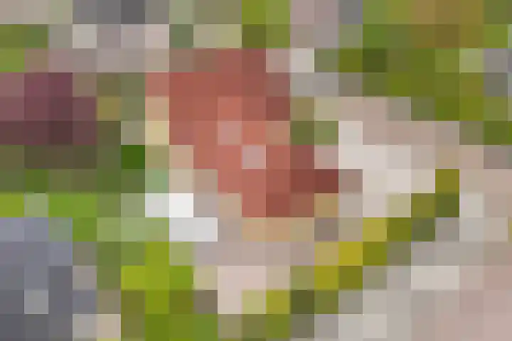 Kooiwiel 24 Bant thumbnail 52