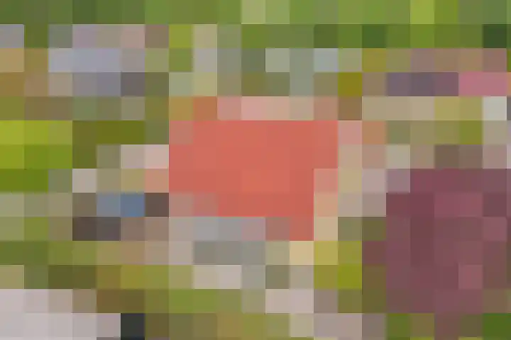 Kooiwiel 24 Bant thumbnail 54