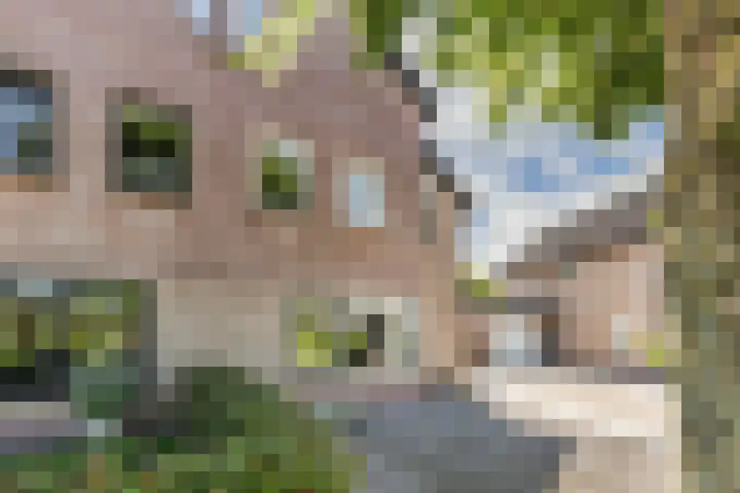 Kooiwiel 8 Bant thumbnail 9