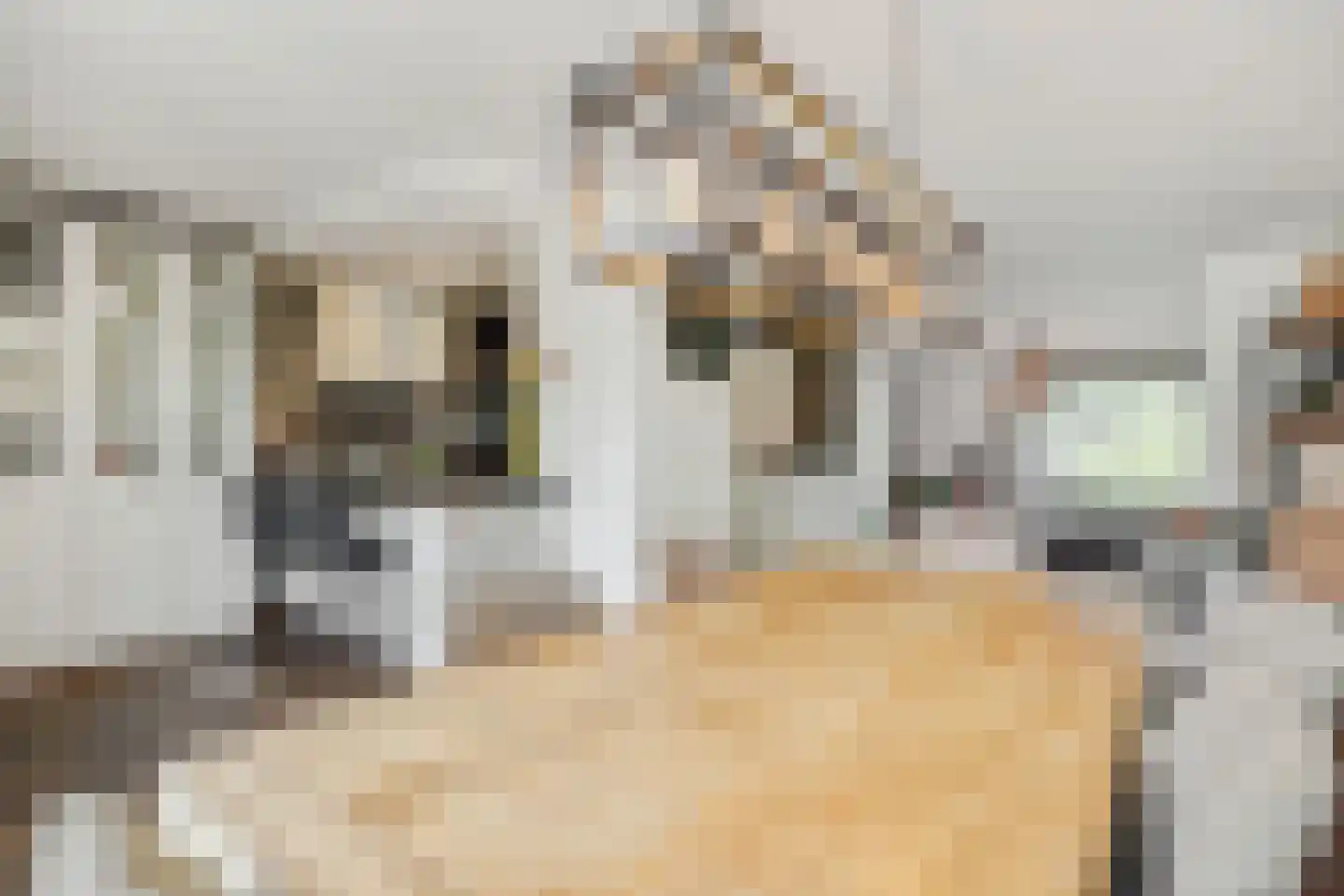 Koolakker 1 Helmond thumbnail 19