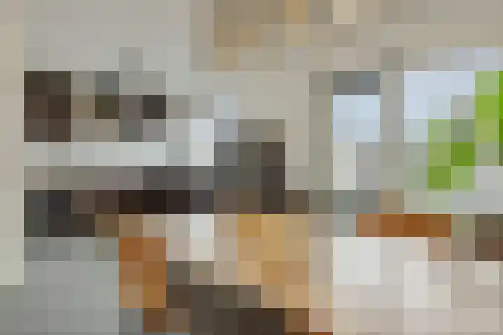 Koolakker 31 Helmond thumbnail 11