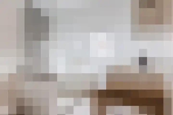 Koolbogt 60 Bladel thumbnail 19
