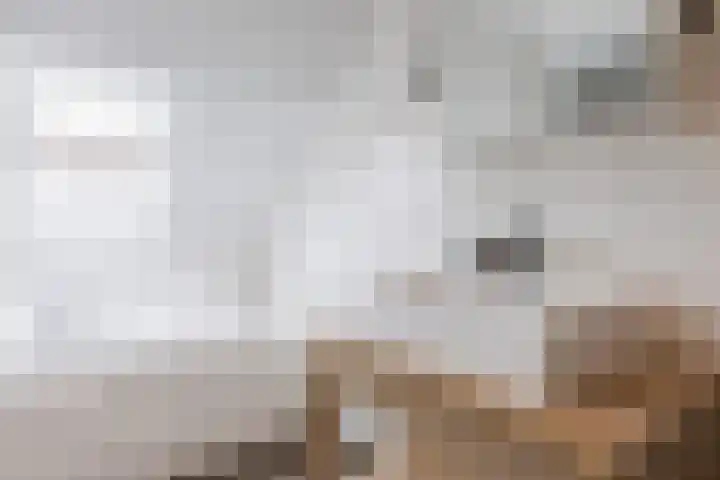 Koolbogt 60 Bladel thumbnail 20