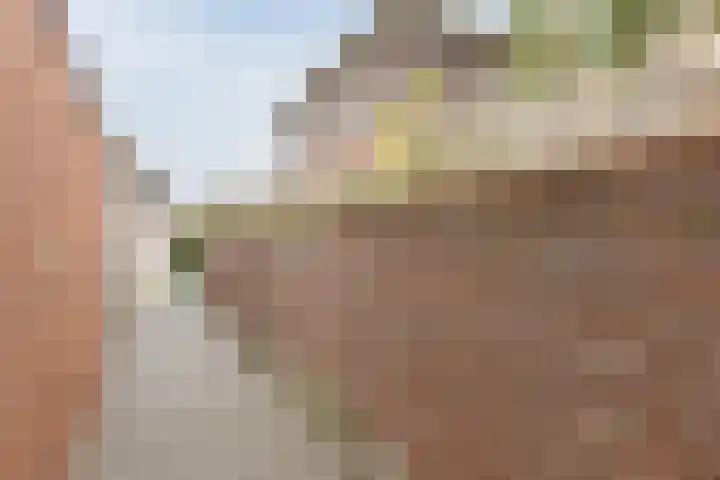 Koolbogt 60 Bladel thumbnail 31