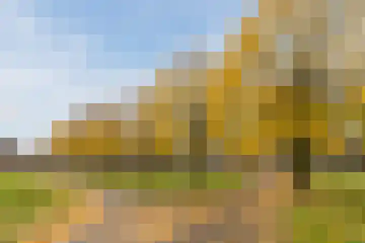 Koolbogt 60 Bladel thumbnail 36