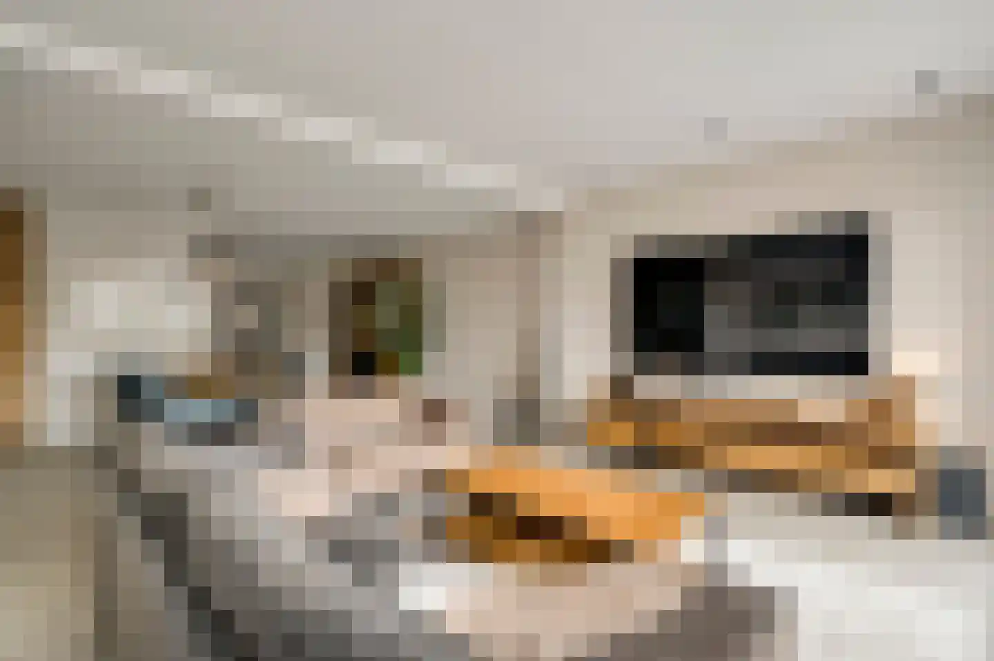 Kooldragererf 24 Roermond thumbnail 15