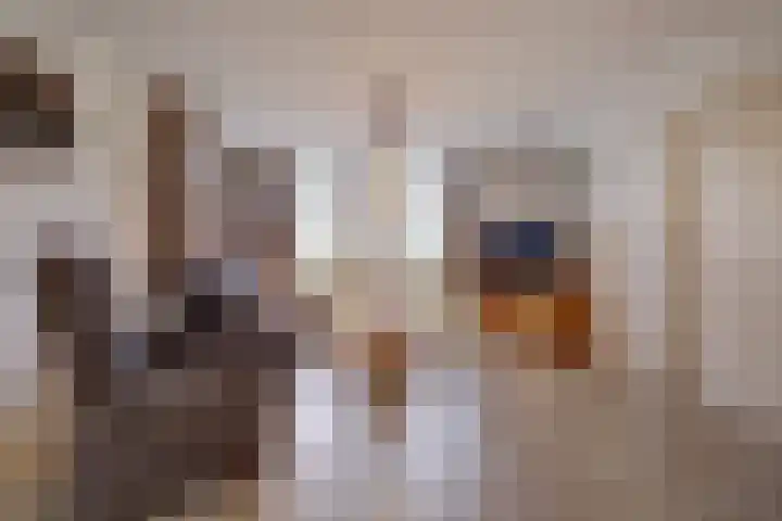 Koolhof 8 Hulsel thumbnail 7