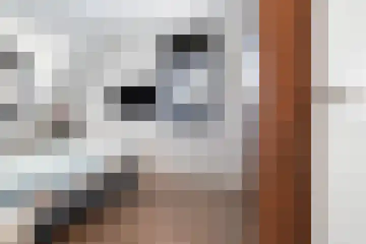 Koolmees 11 Kaatsheuvel thumbnail 17