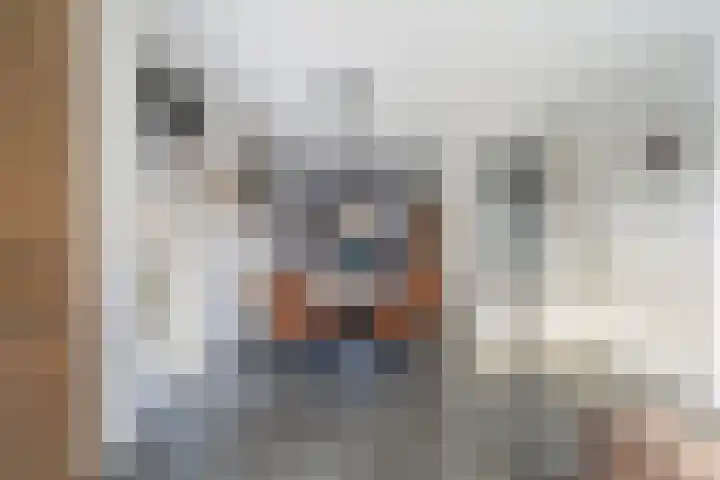 Koolmees 11 Kaatsheuvel thumbnail 8