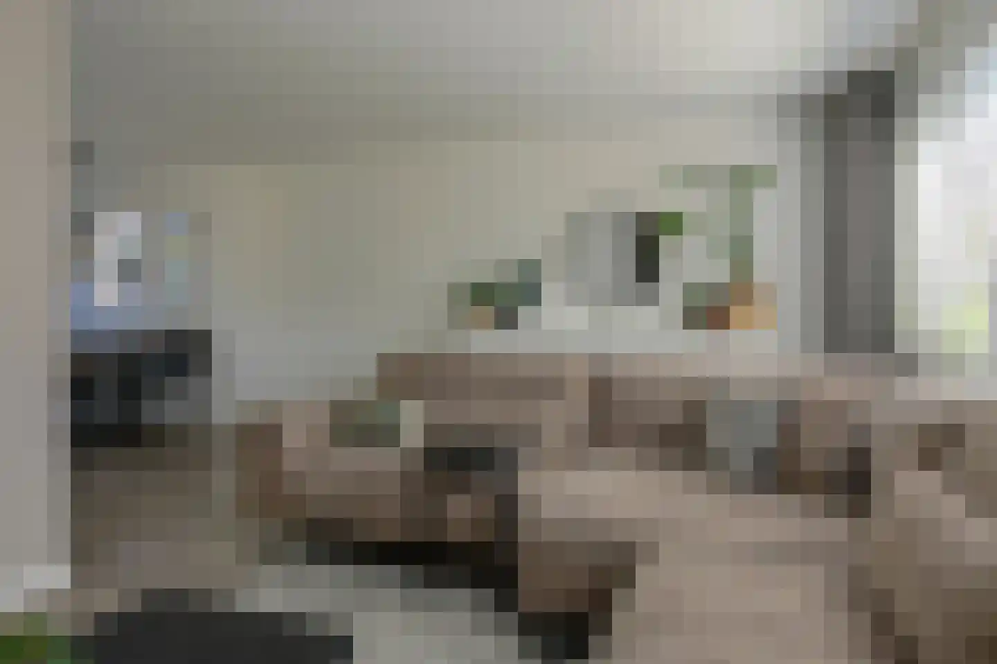 Koolmees 12 Breda thumbnail 12