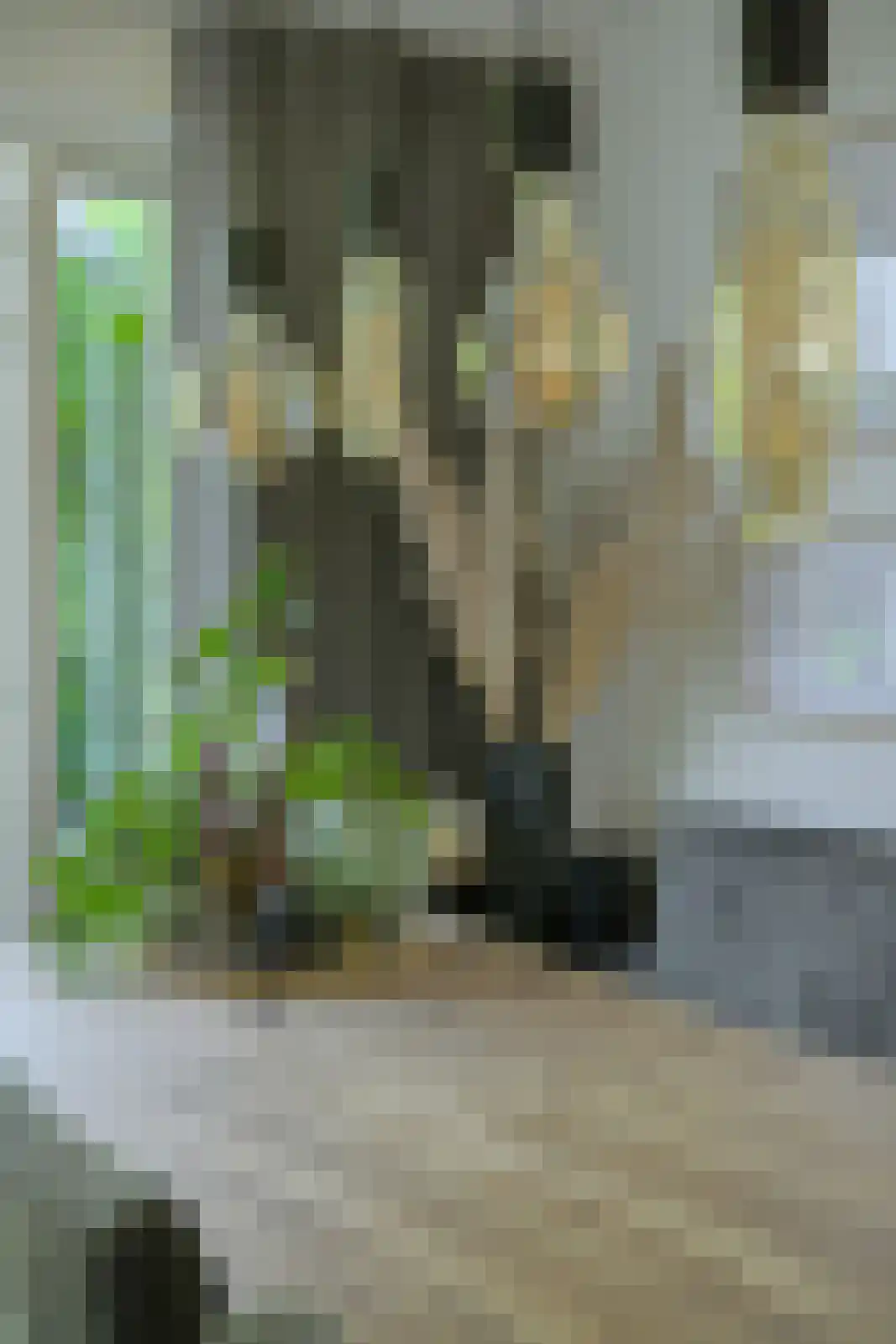 Koolmees 12 Breda thumbnail 15