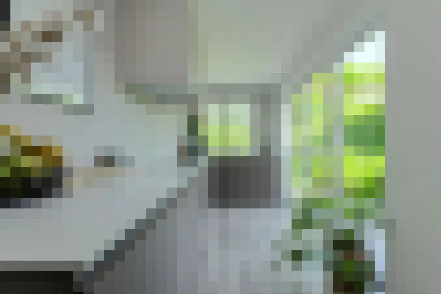 Koolmees 12 Breda thumbnail 21