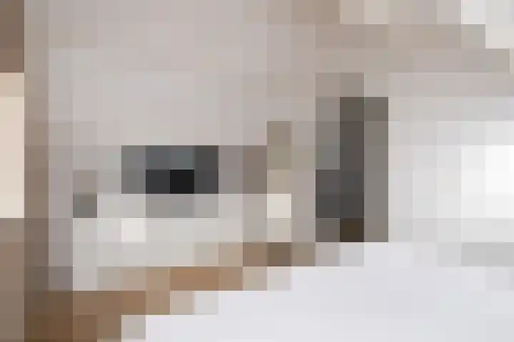 Koolmees 137 Ridderkerk thumbnail 26