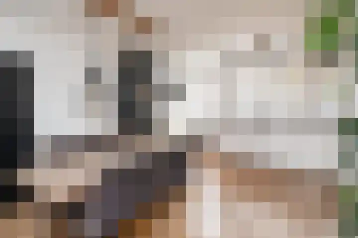 Koolmees 137 Ridderkerk thumbnail 6
