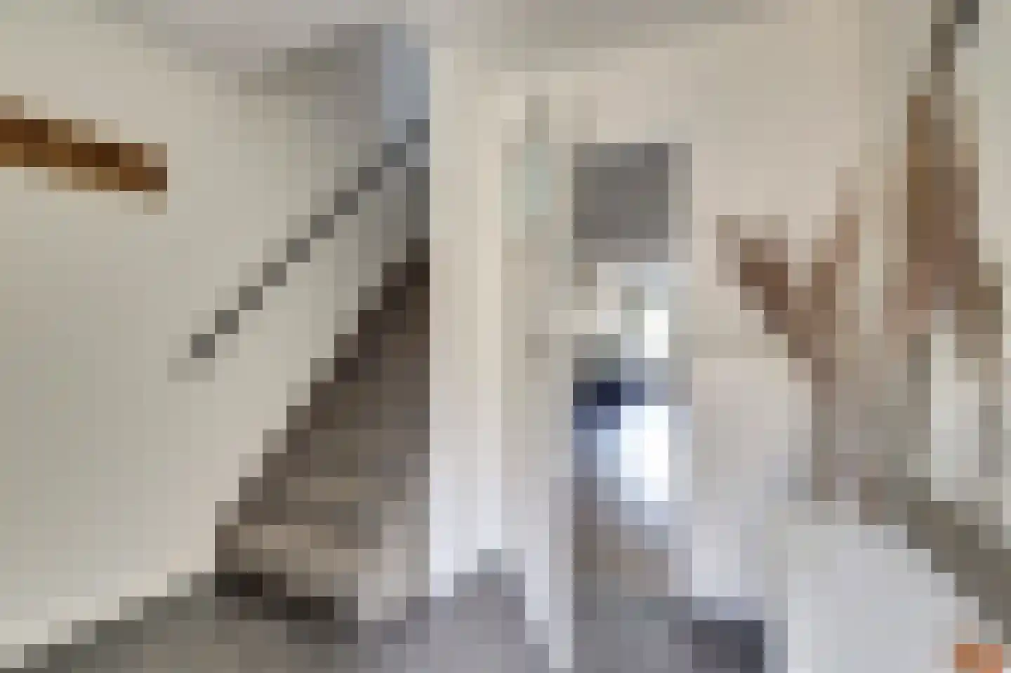 Koolmees 15 De Lier thumbnail 10