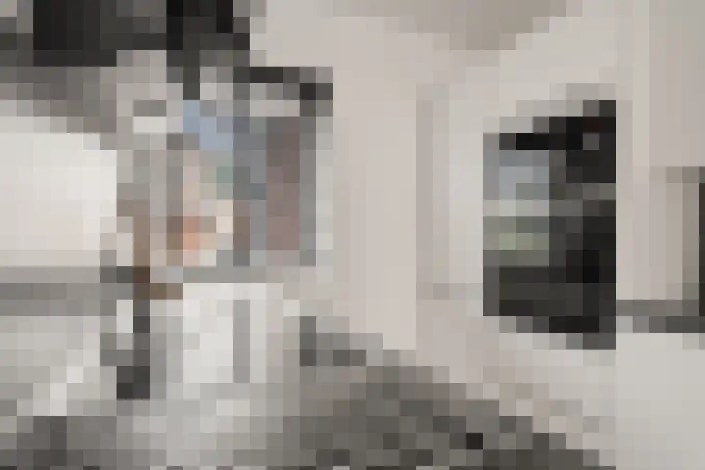 Koolmees 15 Nieuwegein thumbnail 26