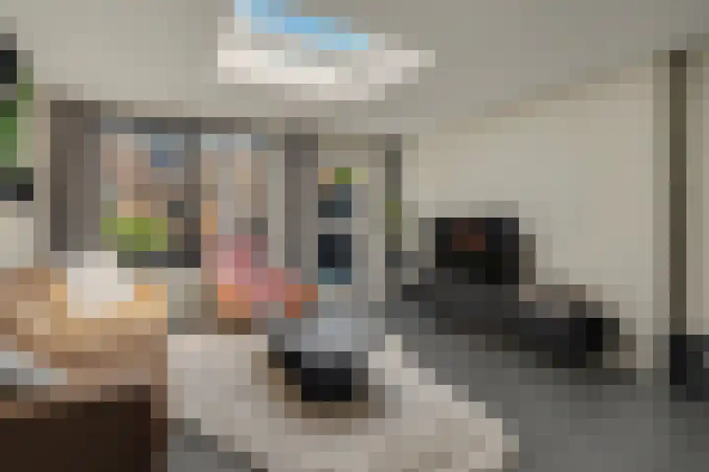Koolmees 15 Sprang-Capelle thumbnail 9