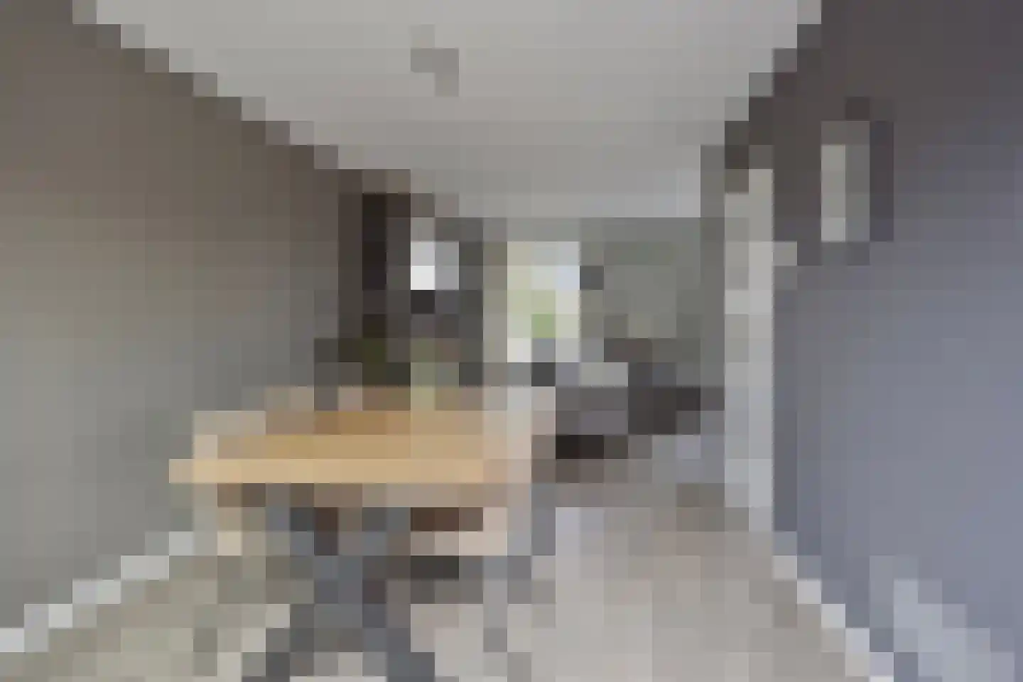 Koolmees 17 Raalte thumbnail 10