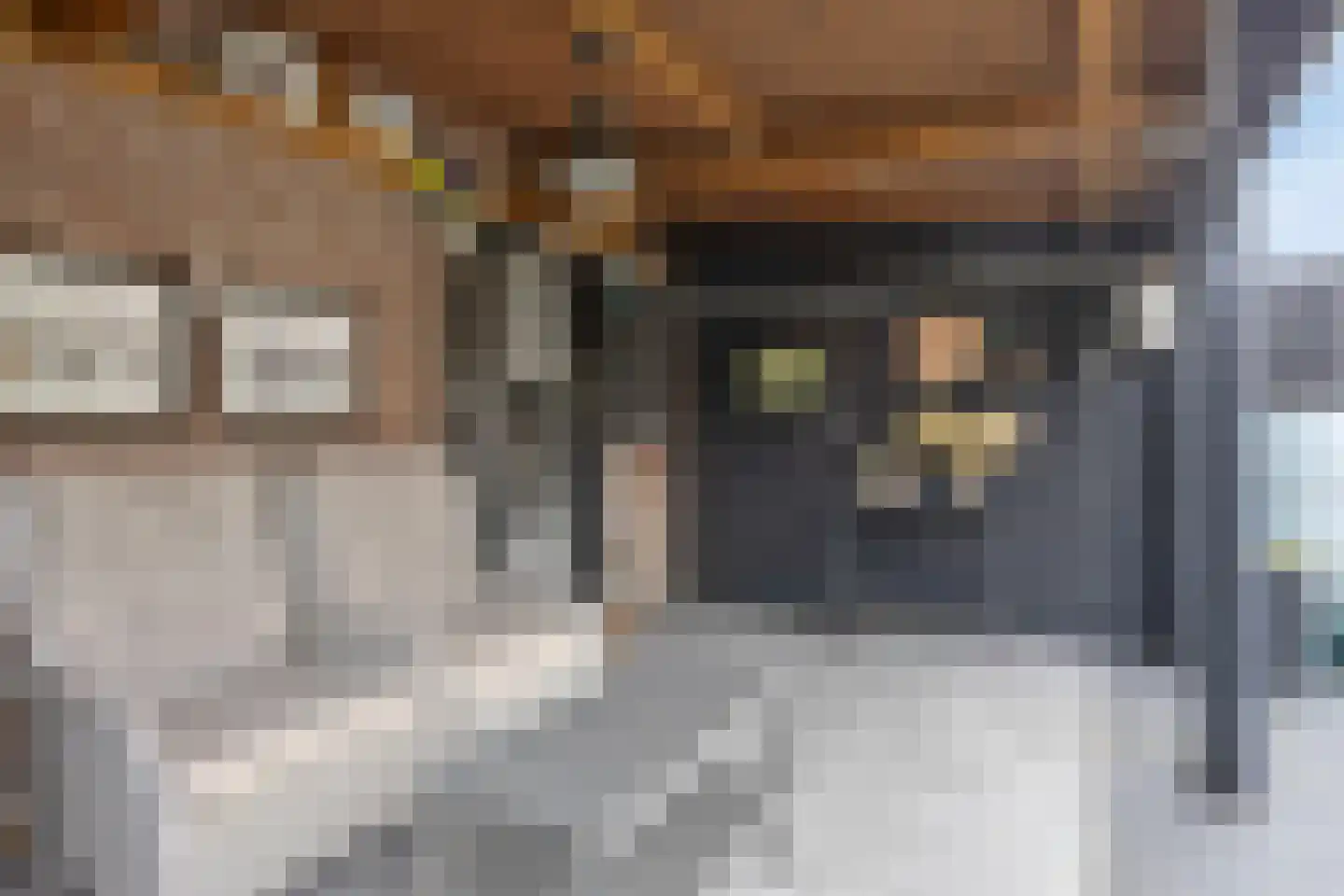 Koolmees 17 Raalte thumbnail 40