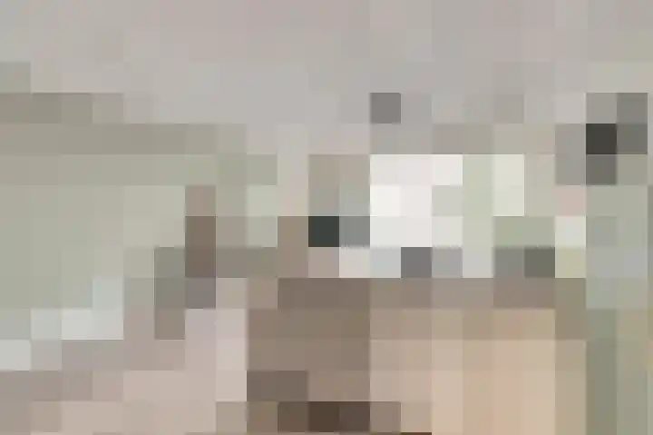 Koolmees 18 De Lier thumbnail 11
