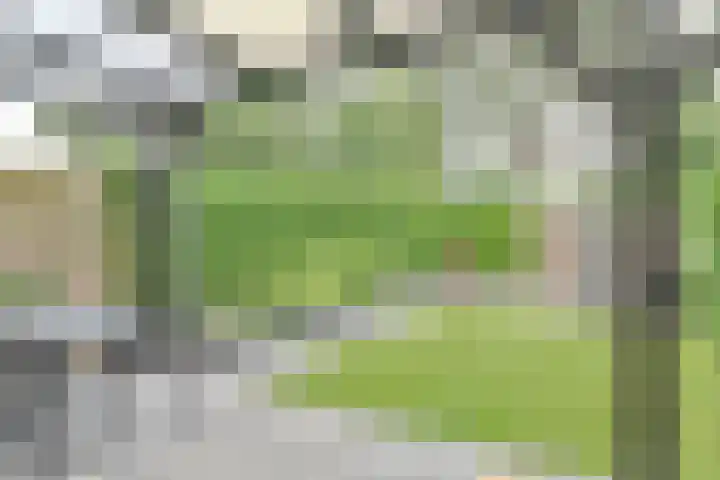Koolmees 22 Emmen thumbnail 67