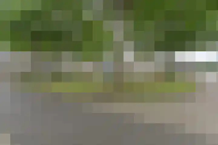 Koolmees 22 Emmen thumbnail 70
