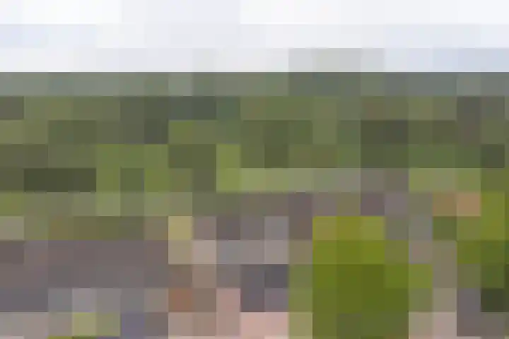 Koolmees 22 Emmen thumbnail 73