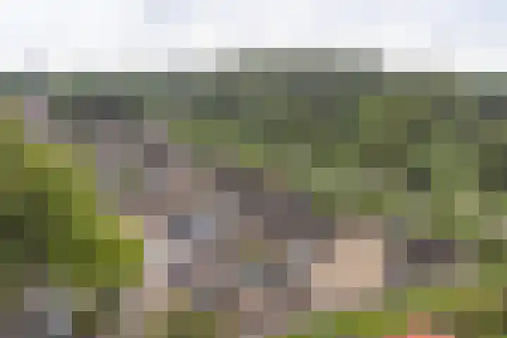Koolmees 22 Emmen thumbnail 74
