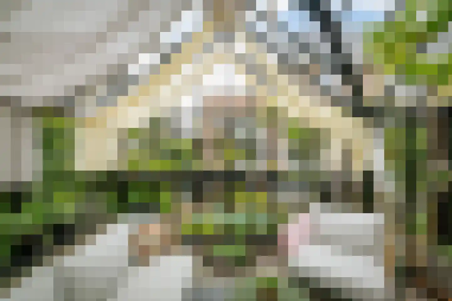 Koolmees 24 Olst thumbnail 20