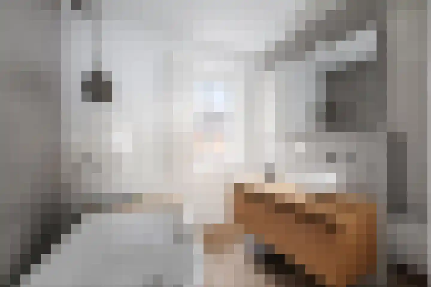 Koolmees 24 Olst thumbnail 23