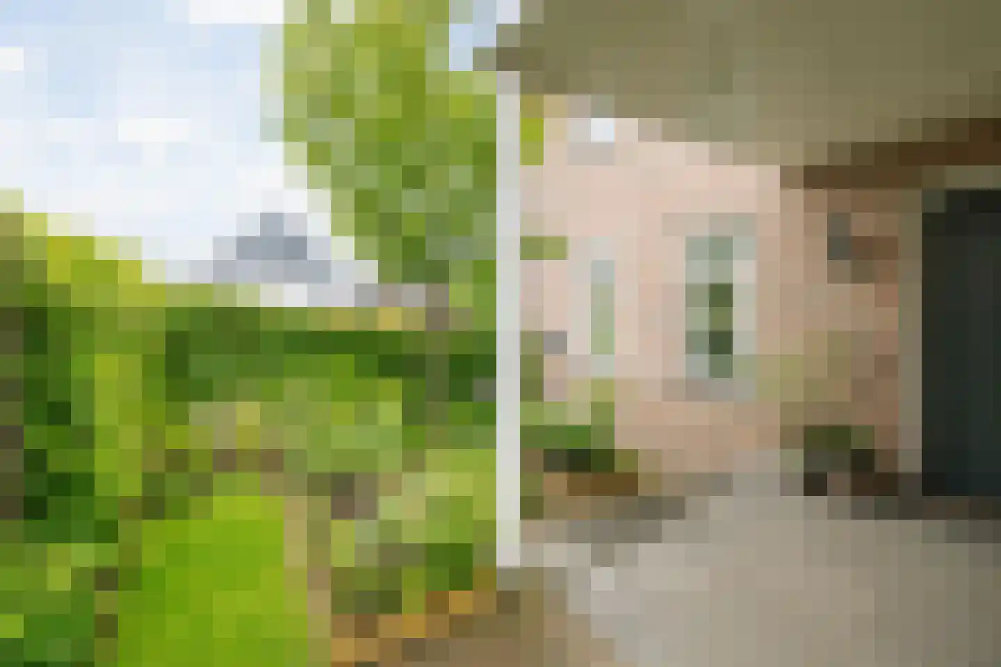 Koolmees 24 Olst thumbnail 5