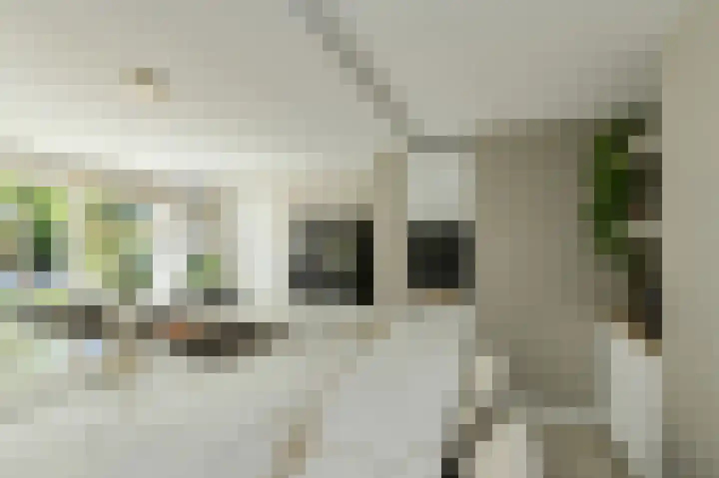 Koolmees 26 Breda thumbnail 12