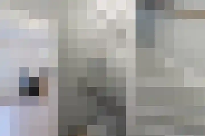 Koolmees 28 Hoorn thumbnail 23