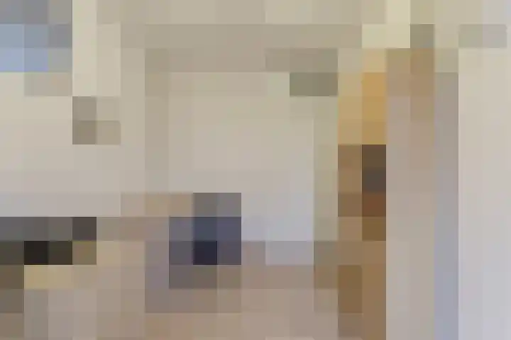 Koolmees 28 Hoorn thumbnail 33