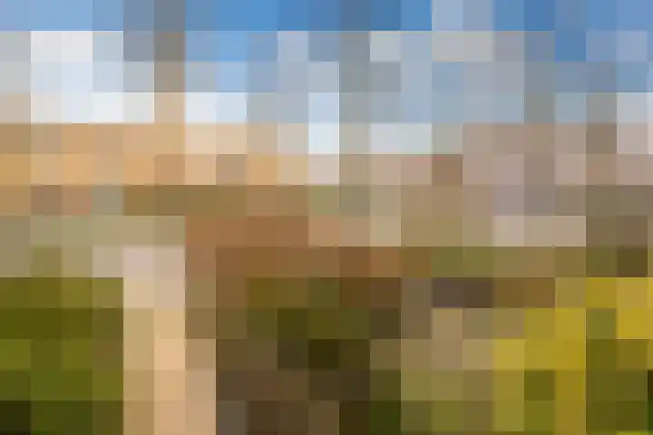 Koolmees 28 Hoorn thumbnail 41