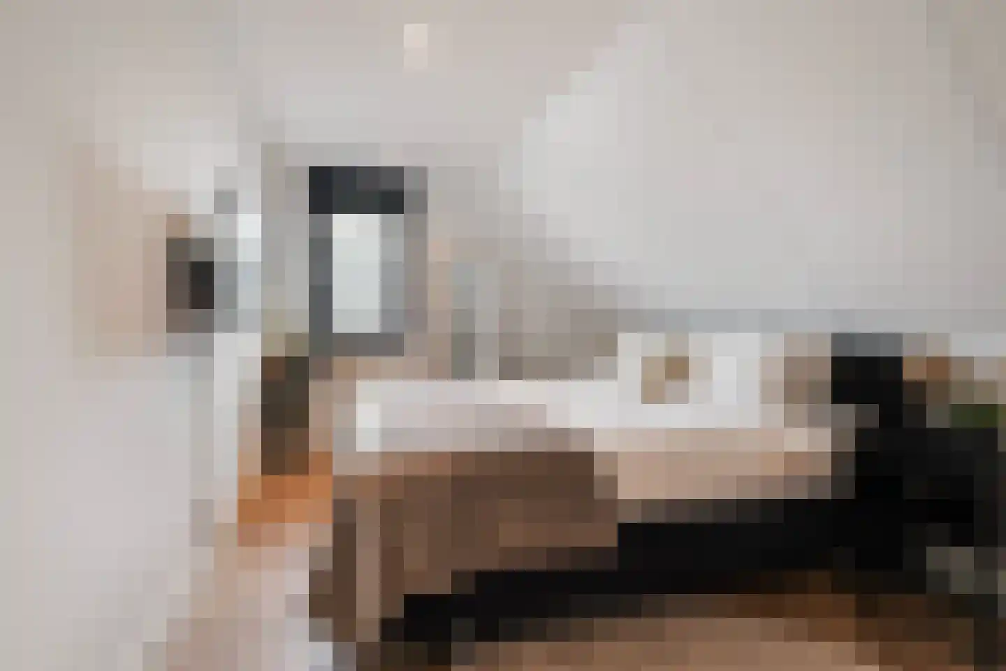 Koolmees 3 Kaatsheuvel thumbnail 22