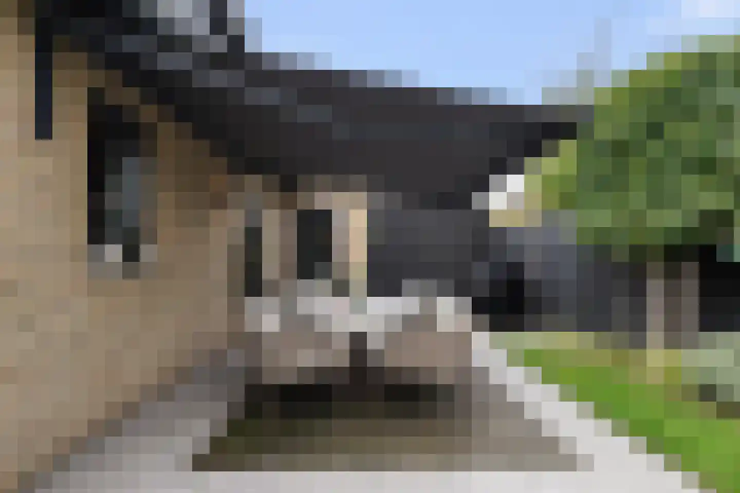 Koolmees 3 Kaatsheuvel thumbnail 33